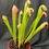 Thumbnail: Sarracenia minor f. Okefenokee giant - larger (S1A)