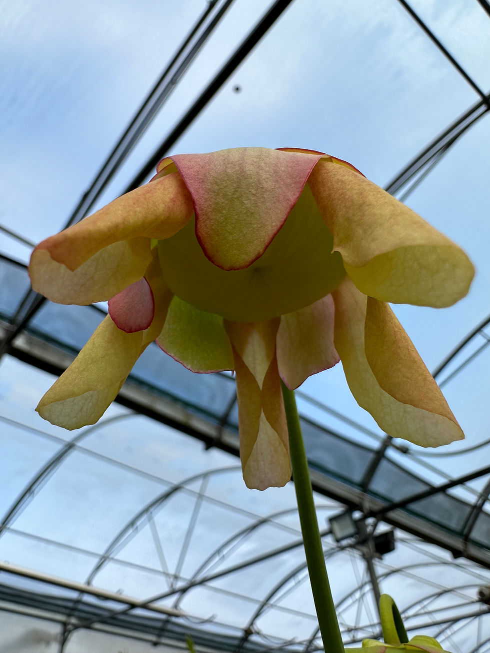 Thumbnail: Sarracenia flava var. rubricorpora x psittacina (S9B)