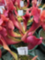 Thumbnail: Sarracenia x chelsonii