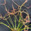 Thumbnail: Drosera binata var. multifida f. extrema