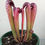 Thumbnail: Sarracenia minor f. Okefenokee giant - small  (S1A)