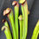 Thumbnail: Sarracenia minor f. Okefenokee giant - larger (S1A)