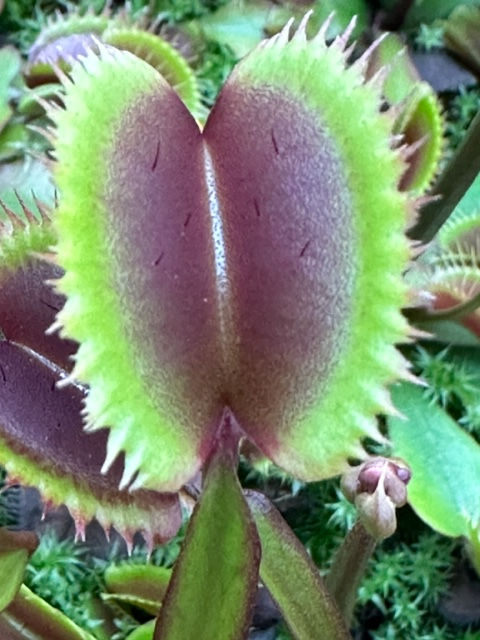 Thumbnail: Dionaea muscipula 'Akai Ryu'