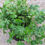 Thumbnail: Nardoo 'Rainbow' - Marsilea mutica