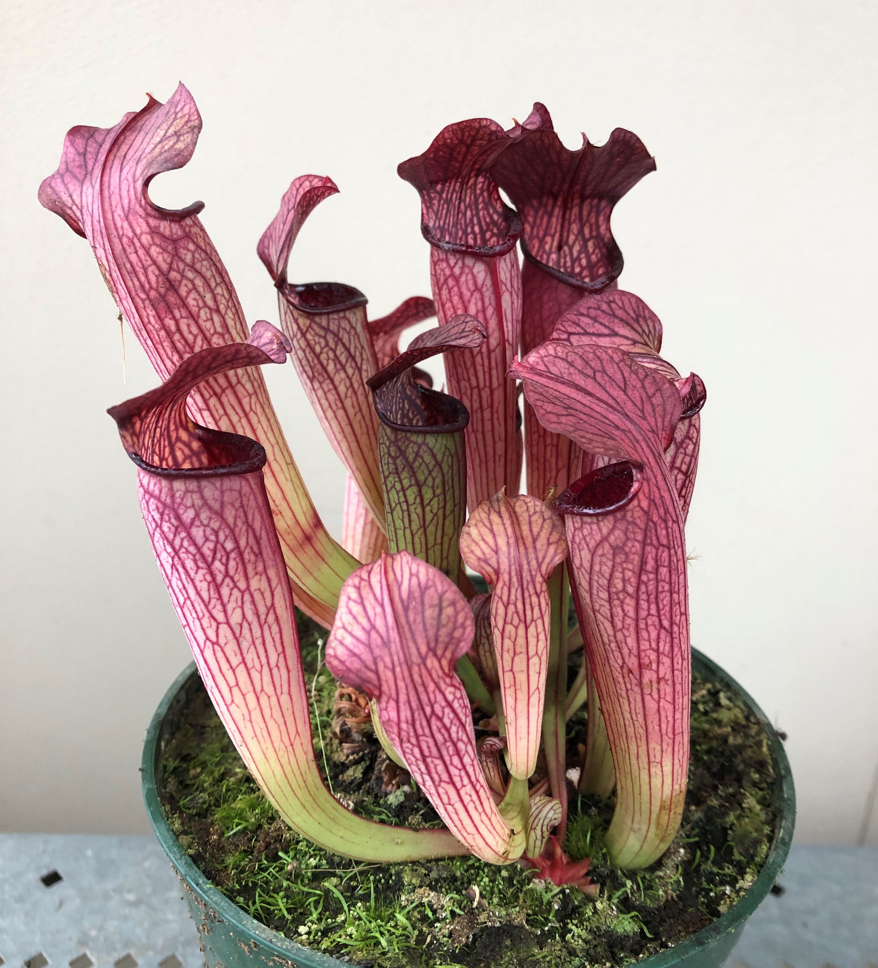 Sarracenia rubra ssp. gulfensis x alata
