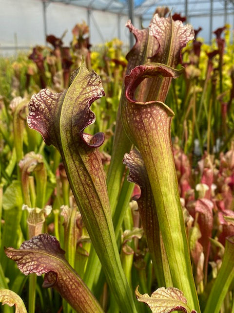Thumbnail: Sarracenia leucophylla x x areolata