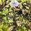 Thumbnail: Utricularia sandersonii - blue flowers