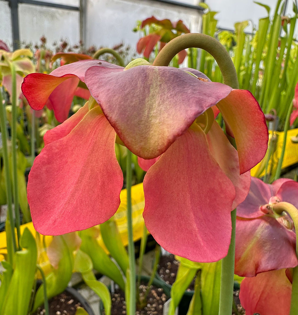 Thumbnail: Sarracenia purpurea ssp. purpurea f. heterophylla x rubra (S2A)