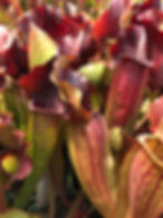 Thumbnail: Sarracenia x exornata