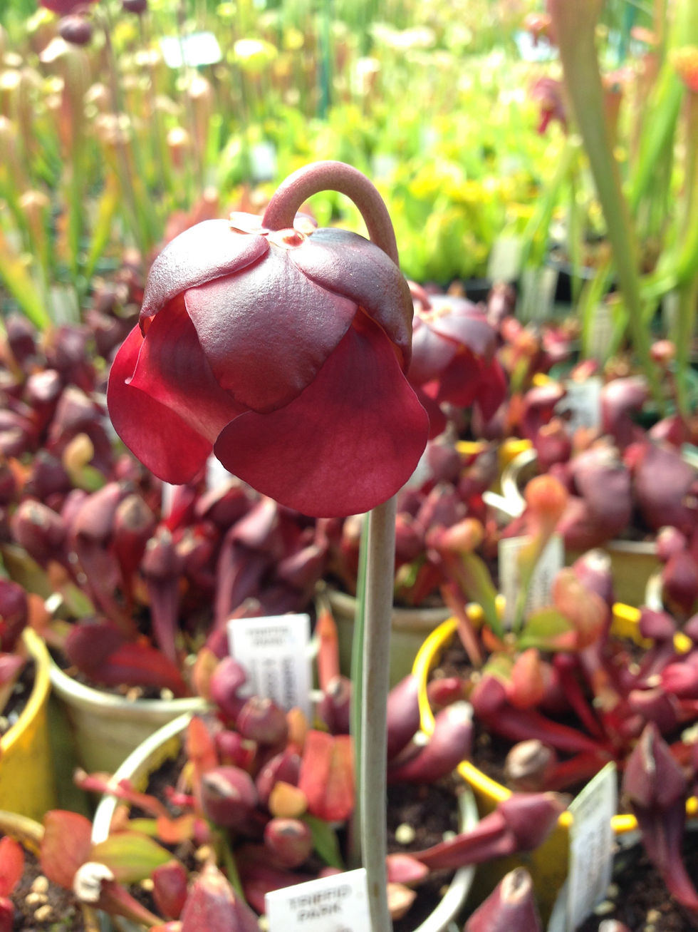 Thumbnail: Sarracenia x courtii