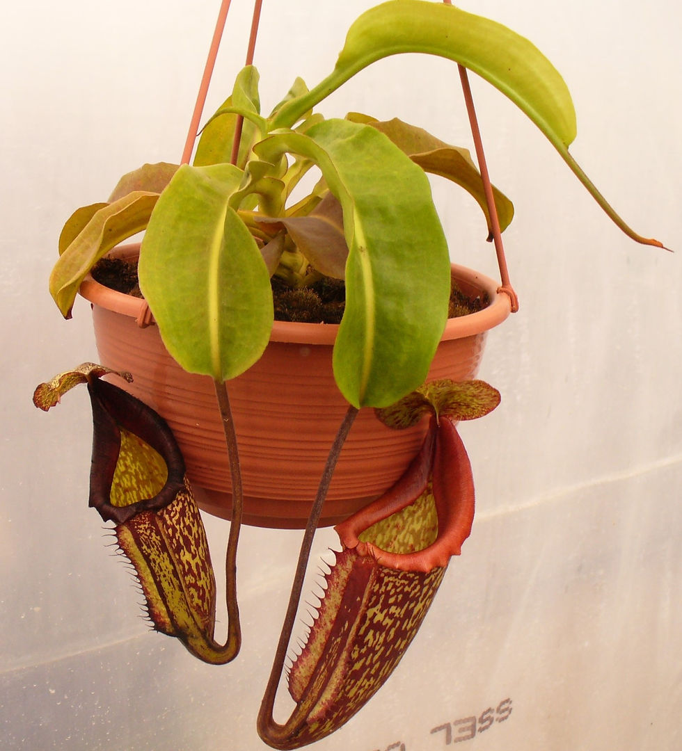 Thumbnail: Nepenthes maxima