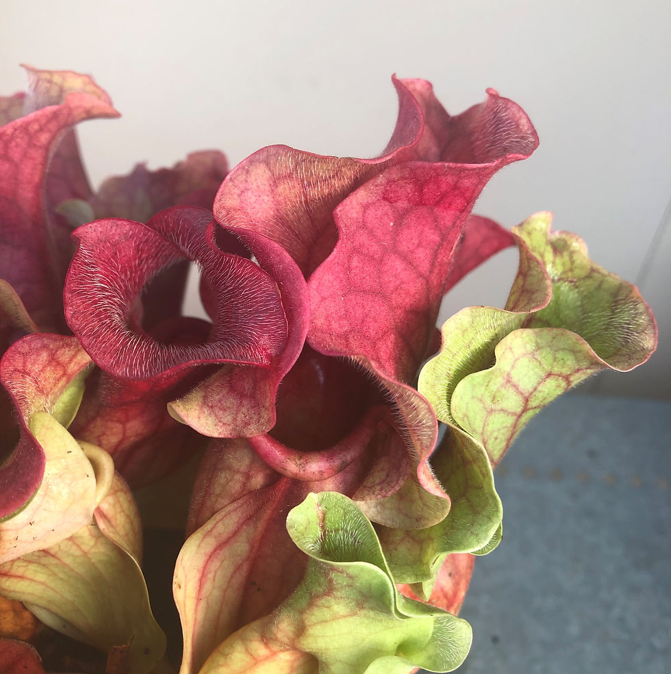 Thumbnail: Sarracenia Rosea