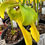 Thumbnail: Sarracenia flava f. brass top - smaller rhyzome (S10A)