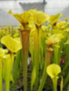 Sarracenia flava var. rubricorpora x flava var. rugelii - larger rhyzome (S9A)