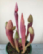 Thumbnail: Sarracenia x gilpinii x minor