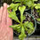 Thumbnail: Dionaea muscipula 'The Big G'