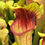 Thumbnail: Sarracenia flava x 'Willisii' (S9A)