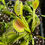 Thumbnail: Dionaea muscipula 'DCXL'