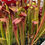 Thumbnail: Sarracenia alata f. red throat x oreophila