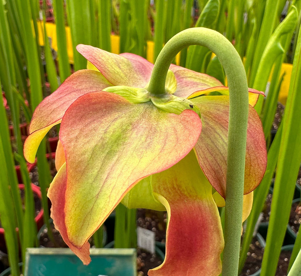 Thumbnail: Sarracenia x moorenana (S7A)