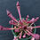 Thumbnail: Sarracenia 'Scarlet Belle' (S1B)