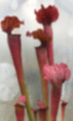 Thumbnail: Sarracenia (alata x oreophila) x x mitchelliana
