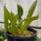 Thumbnail: Heliamphora nutans