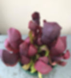 Thumbnail: Sarracenia purpurea ssp. purpurea x x courtii (S2A)