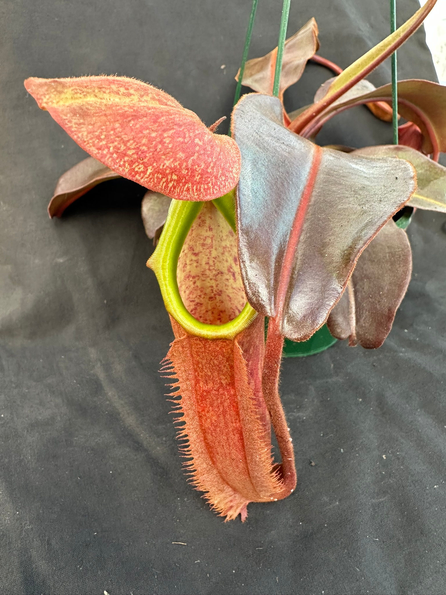 Nepenthes 'Claret'