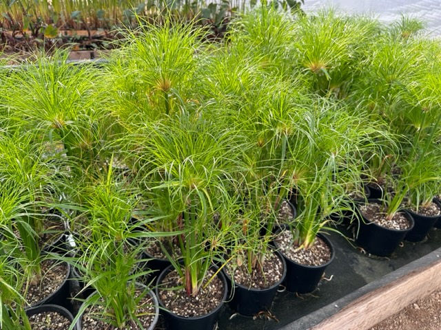 Thumbnail: King Tutt - Cyperus papyrus 'Tutt'