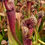 Thumbnail: Sarracenia x mitchelliana x alata (S8B)