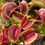 Thumbnail: Dionaea muscipula 'Low Giant'