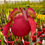 Thumbnail: Sarracenia x mitchelliana x purpurea ssp. venosa (S8B)