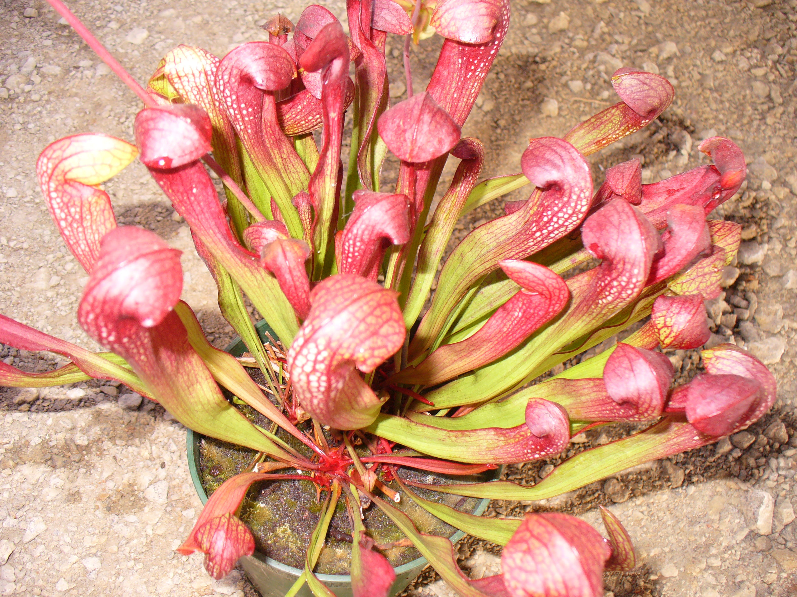 Sarracenia x courtii x minor