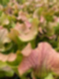 Sarracenia alata x purpurea ssp. venosa