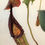Thumbnail: Nepenthes 'Allardii'