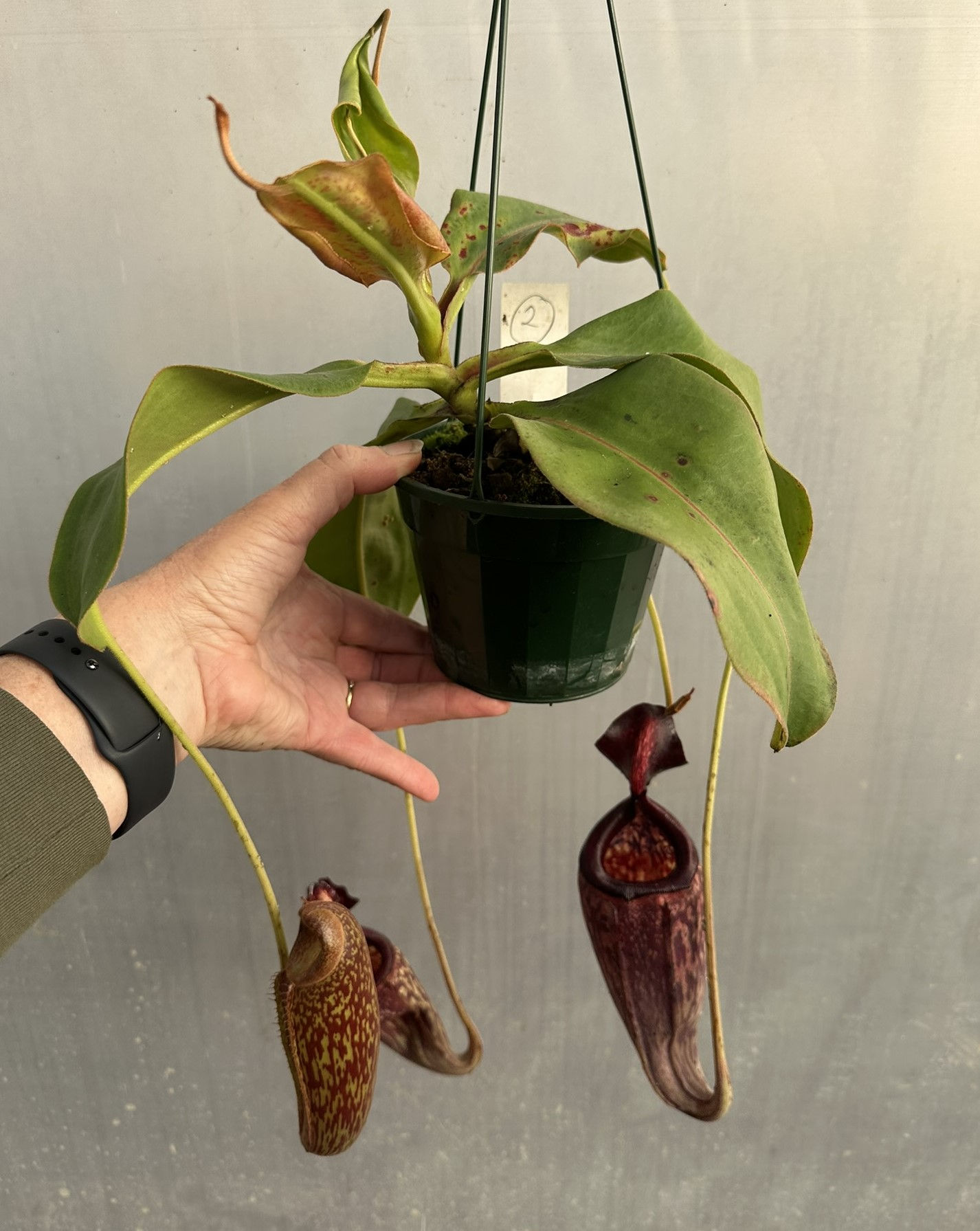 Nepenthes Un-named hybrid no: 2