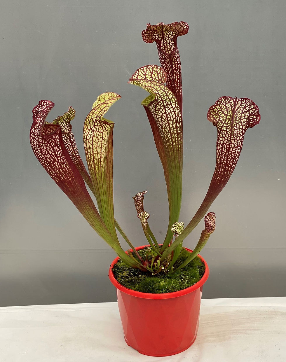 Thumbnail: Sarracenia Premium Florist Tall Growing 130mm pot size x 5 plants