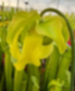 Thumbnail: Sarracenia flava x oreophila (S9A)