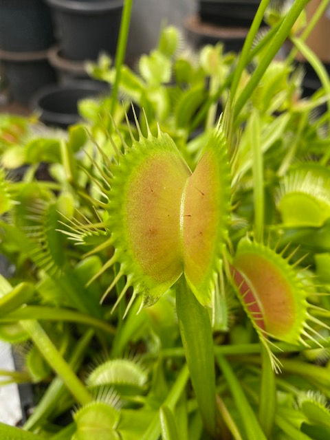 Thumbnail: Dionaea muscipula 'DCXL'