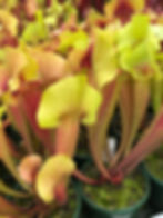 Thumbnail: Sarracenia x catesbaei f. green