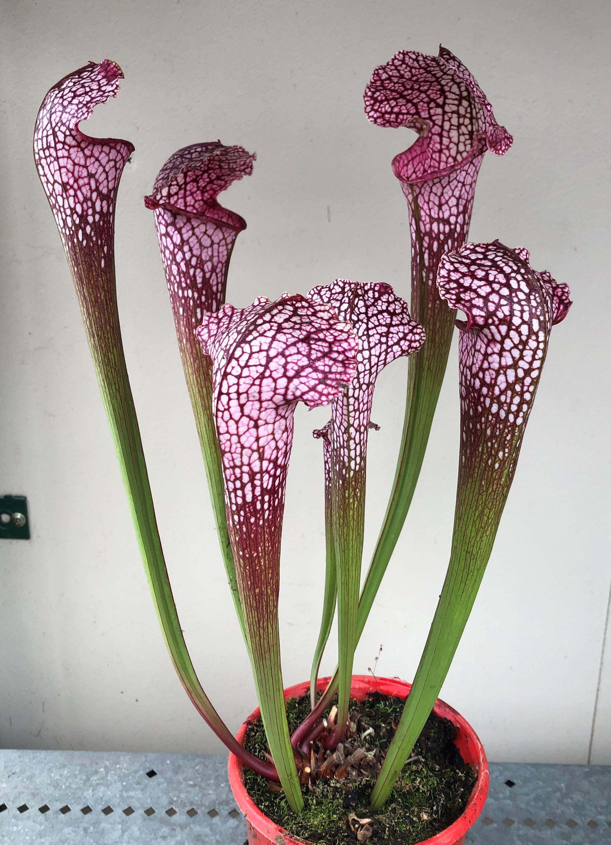 Sarracenia x wrigleyana x leucophylla (S7A)