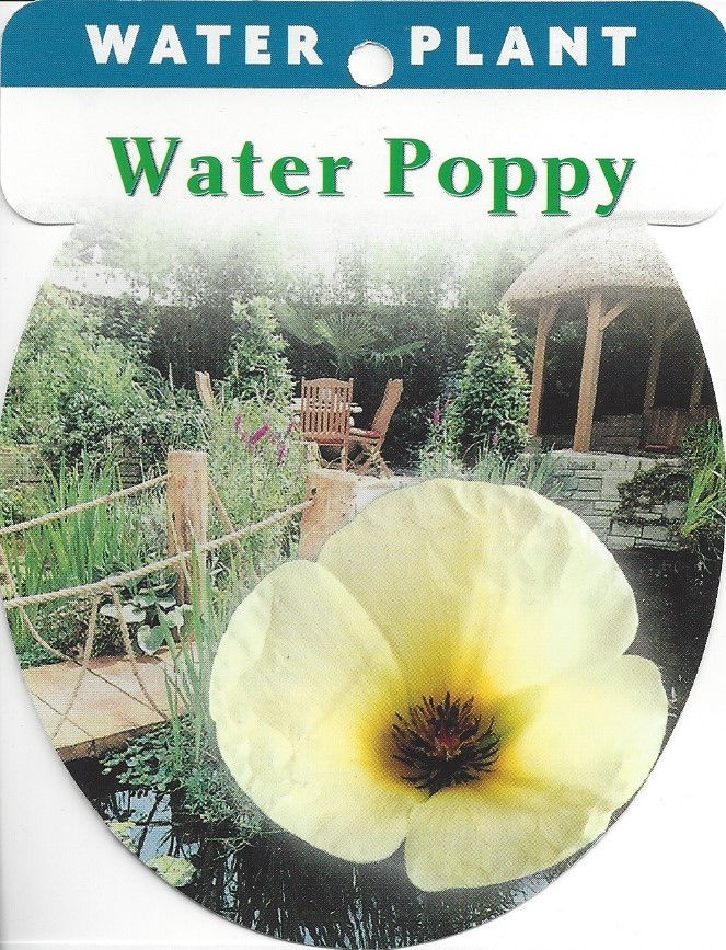 Thumbnail: Water Poppy - Hydrocleys nymphoides