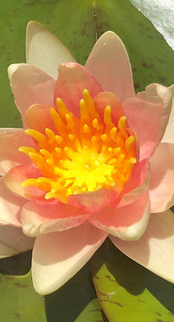 Apricot Water Lily.jpg