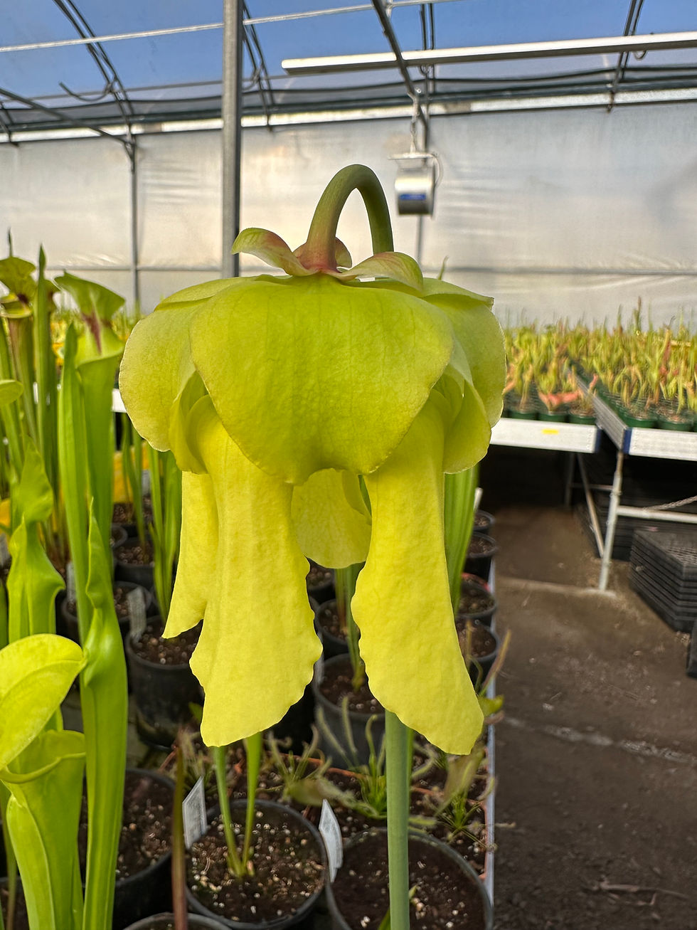Thumbnail: Sarracenia flava var. rugelii - larger rhyzome (S9B)