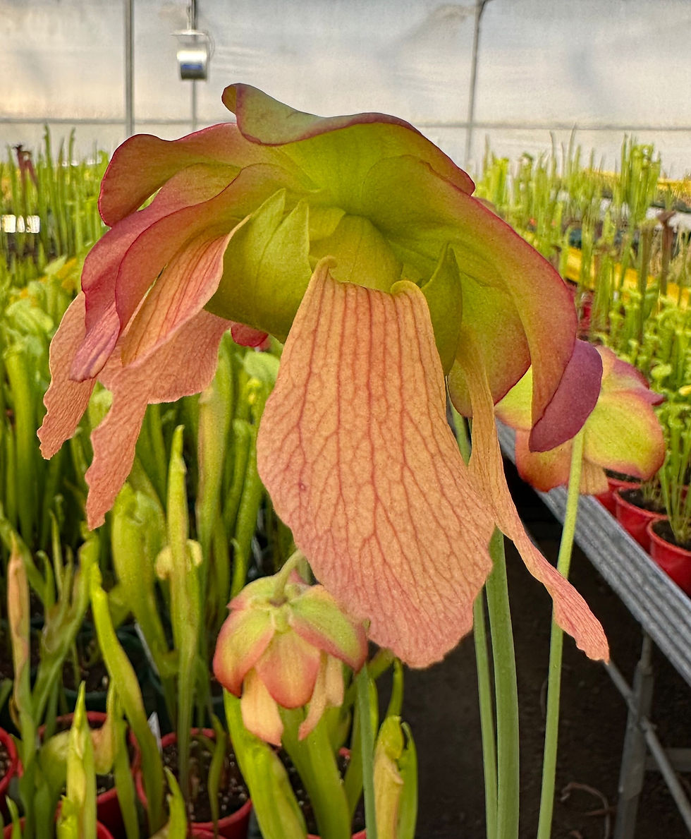 Thumbnail: Sarracenia flava x 'Willisii' (S9A)
