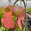 Thumbnail: Sarracenia 'Colin Clayton' AGM