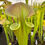 Thumbnail: Sarracenia flava var. rugelii x flava var. cuprea - larger rhyzome (S10B)