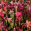 Thumbnail: Sarracenia leucophylla x x stevensii