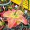 Thumbnail: Sarracenia 'Decora' (S1B)